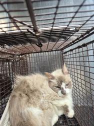 Shelter Stray Female Cat last seen Near BLOCK BABCOCK RD, San Antonio, TX 78227