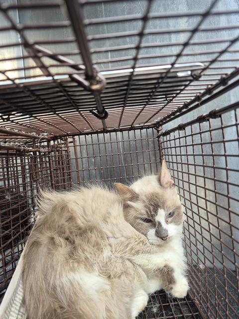 Shelter Stray Female Cat last seen Near BLOCK BABCOCK RD, San Antonio, TX 78227