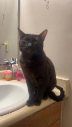 Lost Male Cat last seen Near Samuel Adams cir sw , Concord, NC 28027