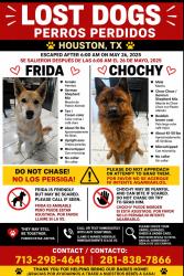 Reunited Male Dog last seen Ethel St and N. Wayside Dr 77028  , Houston, TX 77028