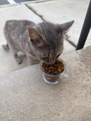 Found/Stray Unknown Cat last seen Midlands Technical College, Columbia, SC 29203