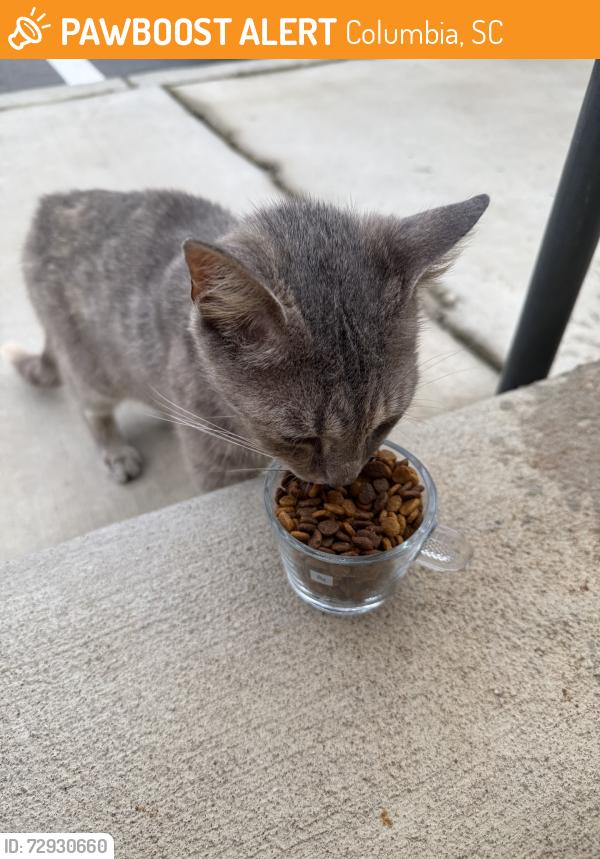 Found/Stray Unknown Cat last seen Midlands Technical College, Columbia, SC 29203