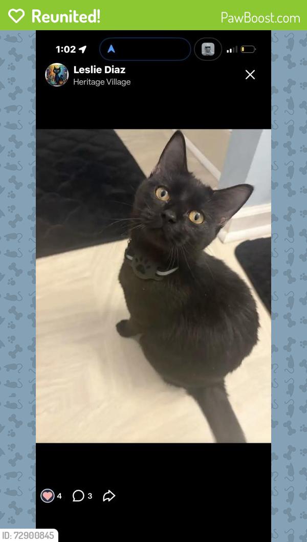 Reunited Female Cat last seen Near Heritage Way, Cameron, NC 28326, USA, Cameron, NC 28326