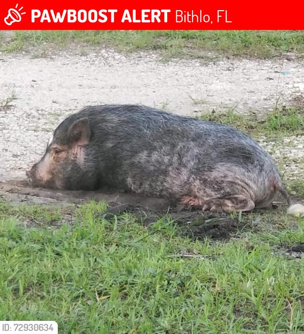 Lost Male Other last seen Belvedere & 8th street , Bithlo, FL 32820