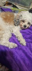 Found/Stray Female Dog last seen Near freeway/ Pedley , Riverside, CA 92507
