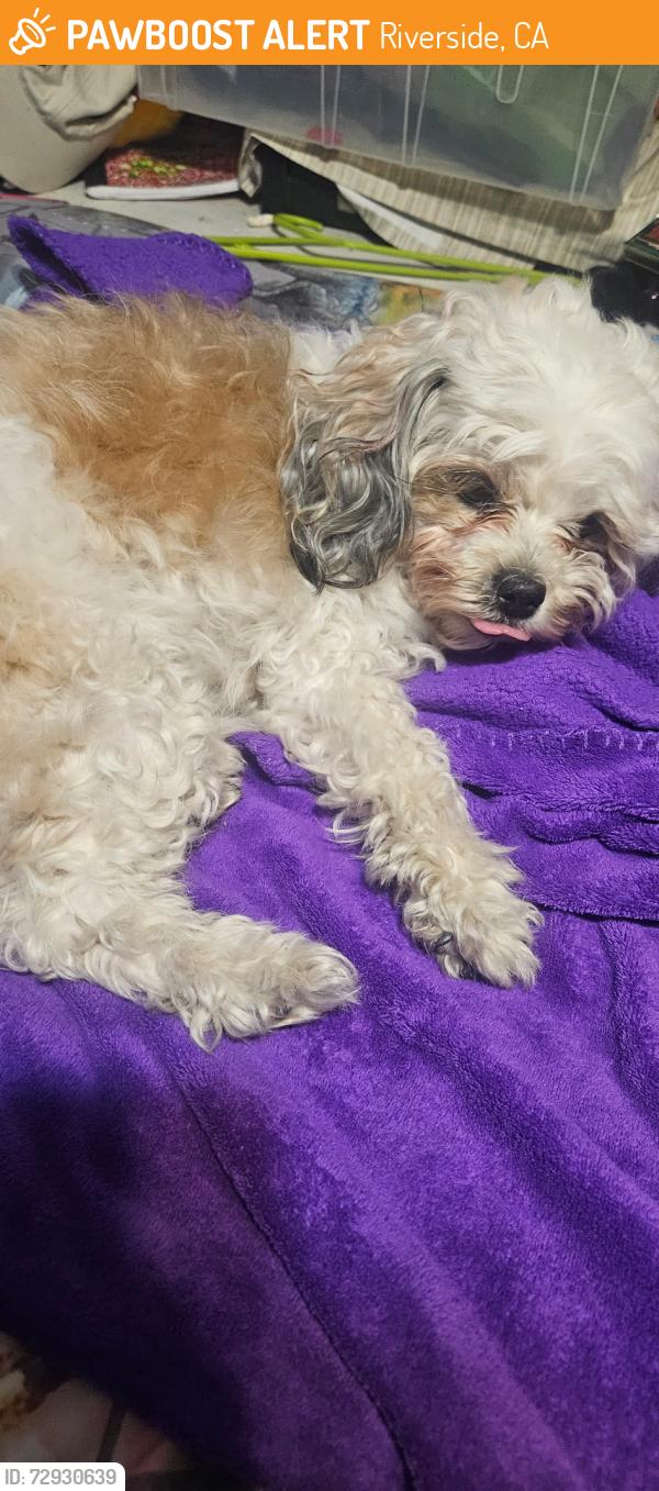 Found/Stray Female Dog last seen Near freeway/ Pedley , Riverside, CA 92507