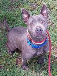Shelter Stray Female Dog last seen Near BLOCK NW 34 TERRACE, LAUDERHILL, FLORIDA, Davie, FL 33312
