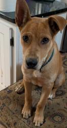 Found/Stray Male Dog last seen North entrance of Feagin Road , Macon, GA 31216