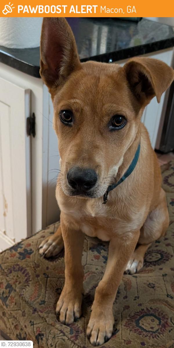 Found/Stray Male Dog last seen North entrance of Feagin Road , Macon, GA 31216