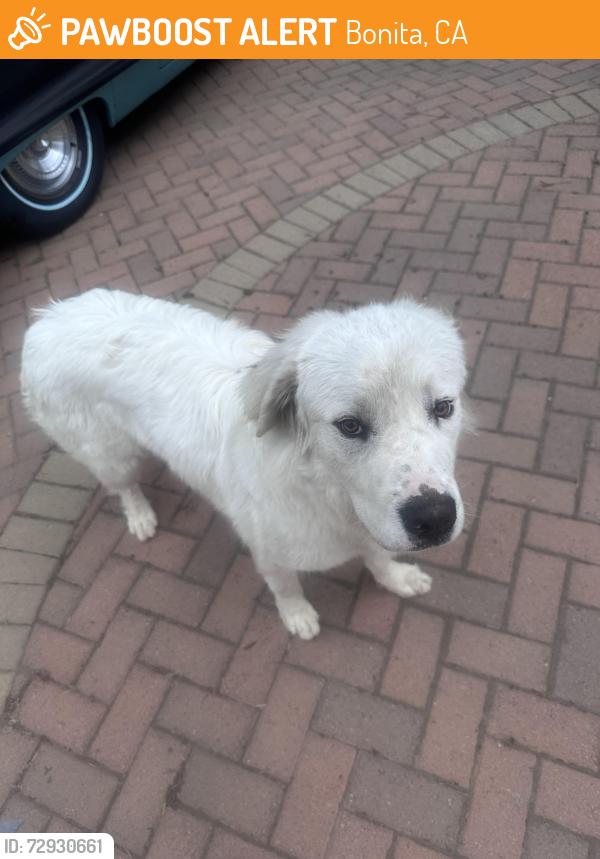 Found/Stray Unknown Dog last seen Bonita Mesa, Bonita, CA 91902