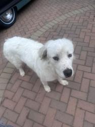 Found/Stray Unknown Dog last seen Bonita Mesa, Bonita, CA 91902