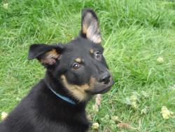 Lost Female Dog last seen S.E.42nd  Ave, Happy Valley, OR 97086