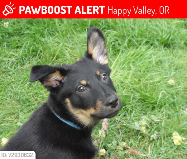 Lost Female Dog last seen S.E.42nd  Ave, Happy Valley, OR 97086