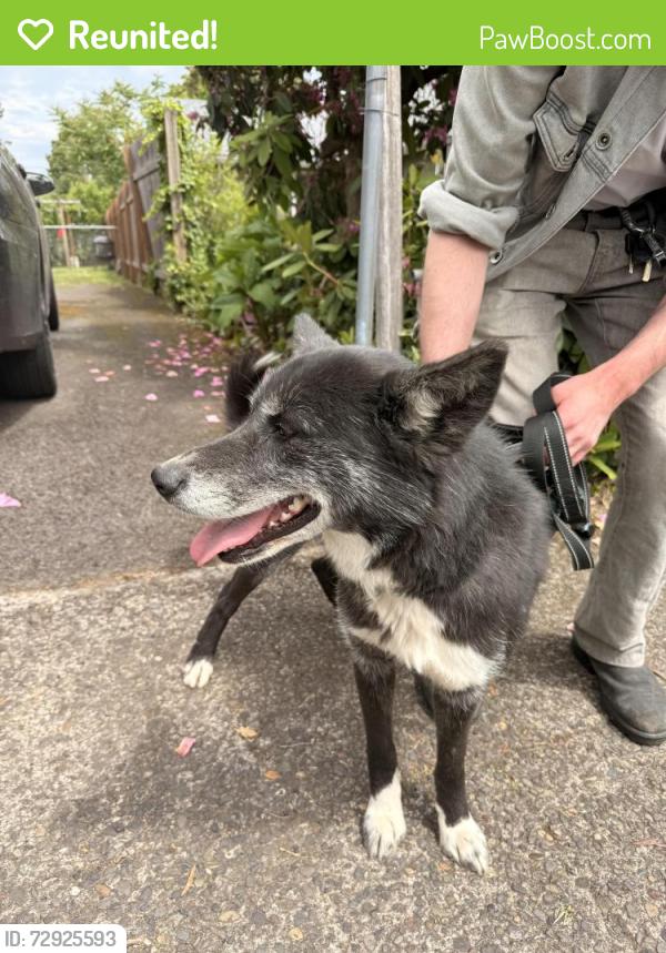 Reunited Female Dog last seen SE Yukon and 97th, Portland, OR 97266