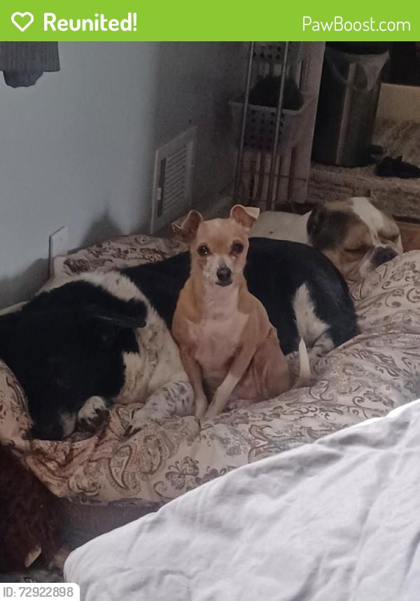 Reunited Female Dog last seen Phillips drive and Larson lane, Northglenn, CO 80233