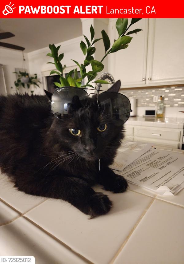 Lost Male Cat last seen K and 20th Street East, Lancaster, CA 93535