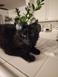 Lost Male Cat last seen K and 20th Street East, Lancaster, CA 93535