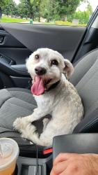 Found/Stray Male Dog last seen Roaming the Park, Modesto, CA 95356