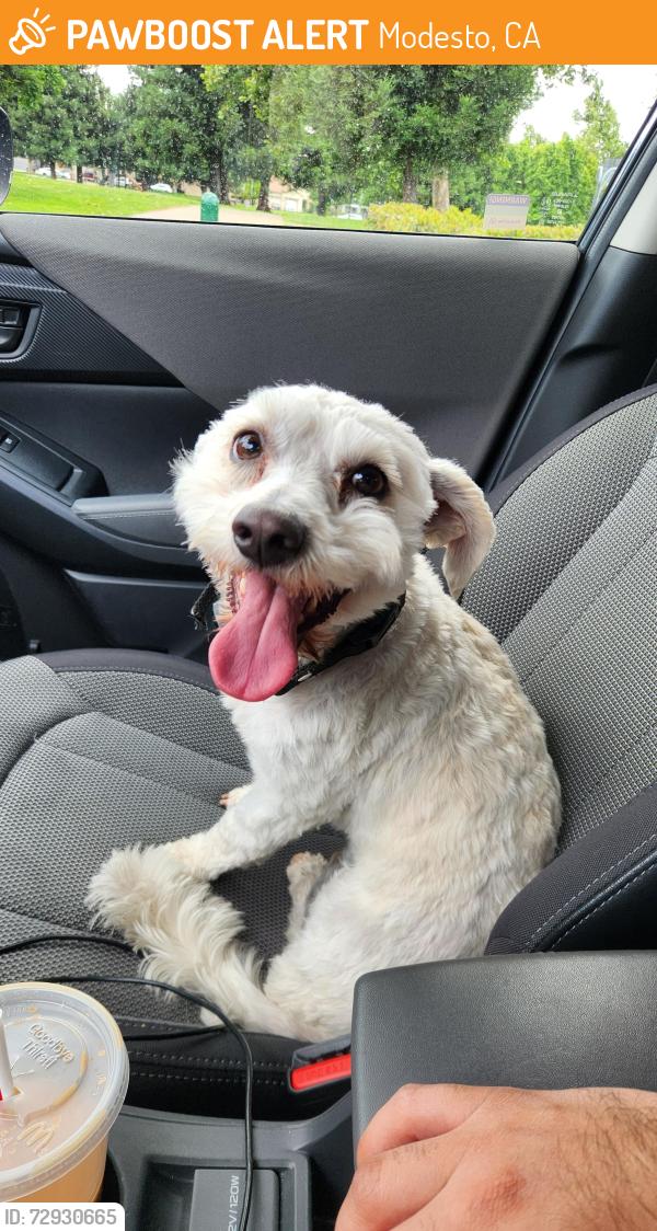 Found/Stray Male Dog last seen Roaming the Park, Modesto, CA 95356