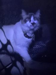 Found/Stray Unknown Cat last seen Grijalva Park, Orange, CA 92869