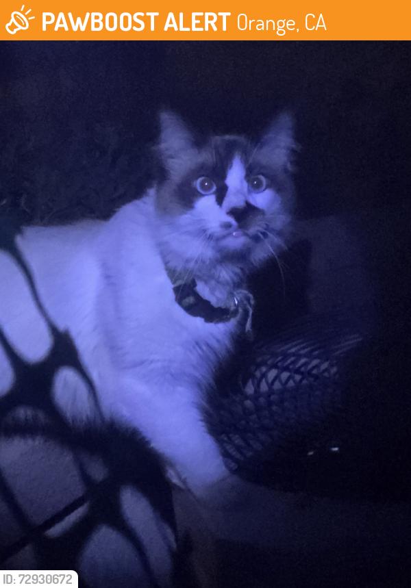 Found/Stray Unknown Cat last seen Grijalva Park, Orange, CA 92869