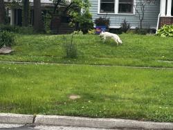 Found/Stray Unknown Dog last seen Woodruff Pl & 10th, Indianapolis, IN 46201