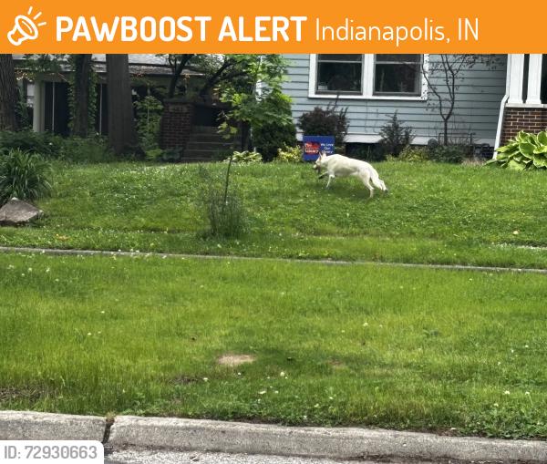 Found/Stray Unknown Dog last seen Woodruff Pl & 10th, Indianapolis, IN 46201