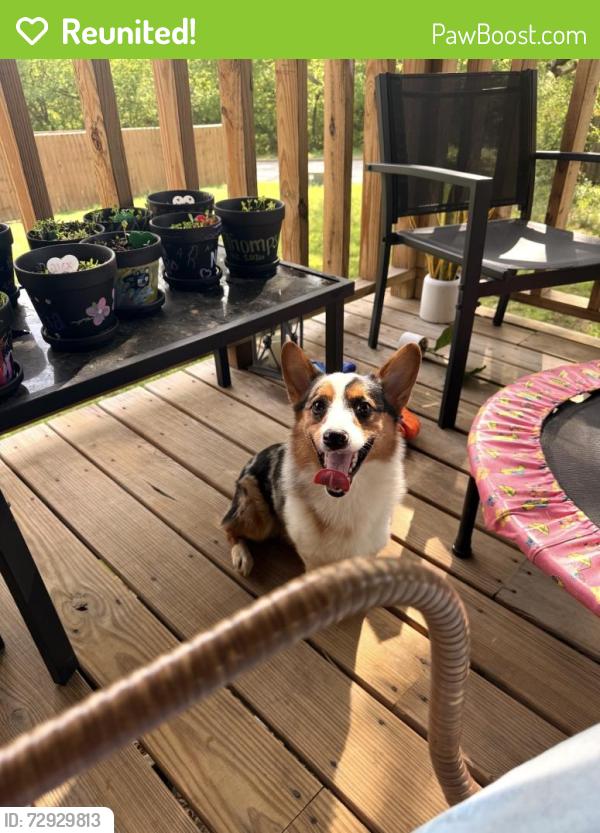 Reunited Male Dog last seen N 24th W Ave and Tecumseh St. In the Gilcrease Hills neighborhood , Tulsa, OK 74127
