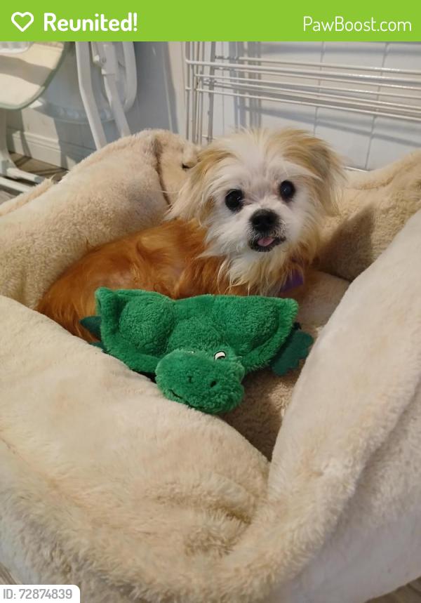 Reunited Male Dog last seen Whataburger on Highway 64 E Tyler, TX, Tyler, TX 75707