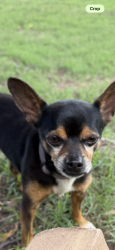 Found/Stray Male Dog last seen SE 11th and High, Oklahoma City, OK 73129