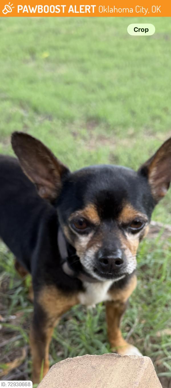Found/Stray Male Dog last seen SE 11th and High, Oklahoma City, OK 73129