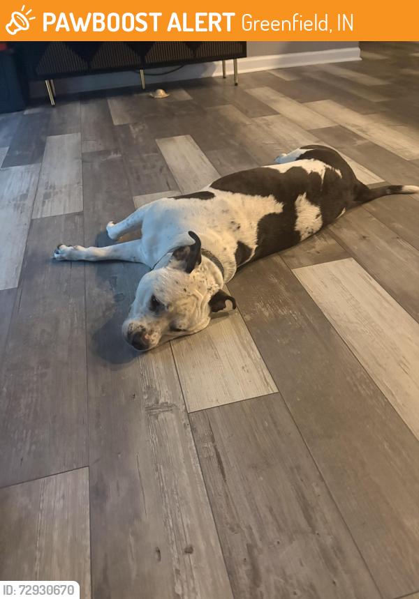 Found/Stray Female Dog last seen W 200 North, N County Road 525 W, Greenfield, IN 46140