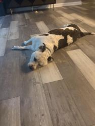 Found/Stray Female Dog last seen W 200 North, N County Road 525 W, Greenfield, IN 46140