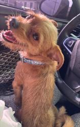 Found/Stray Female Dog last seen Didn’t notice, Lakewood, CA 90714