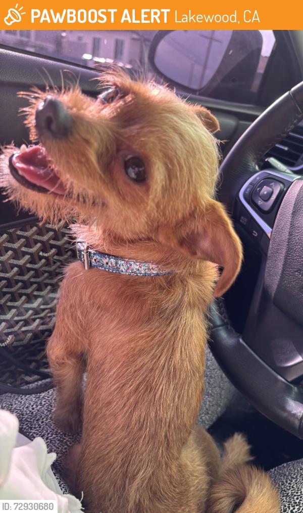 Found/Stray Female Dog last seen Didn’t notice, Lakewood, CA 90714