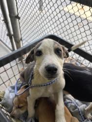Shelter Stray Male Dog last seen Near BLK PLUTE PASS ST, BAKERSFIELD, CA, Bakersfield, CA 93307