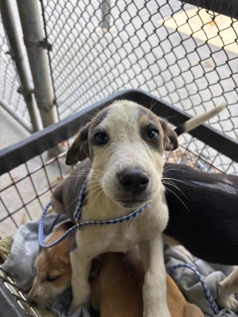 Shelter Stray Male Dog last seen Near BLK PLUTE PASS ST, BAKERSFIELD, CA, Bakersfield, CA 93307