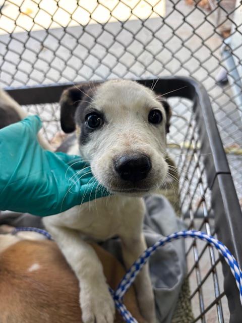 Shelter Stray Female Dog last seen Near BLK PLUTE PASS ST, BAKERSFIELD, CA, Bakersfield, CA 93307