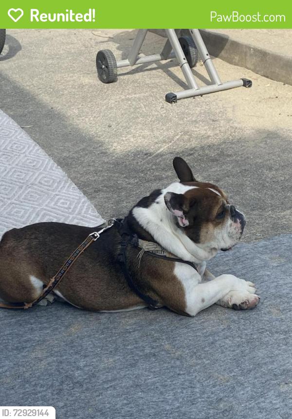 Reunited Male Dog last seen Imperial and Brea blvd, Brea, CA 92822