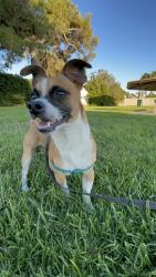 Lost Male Dog last seen Near willow pass road, Bay Point, CA 94565