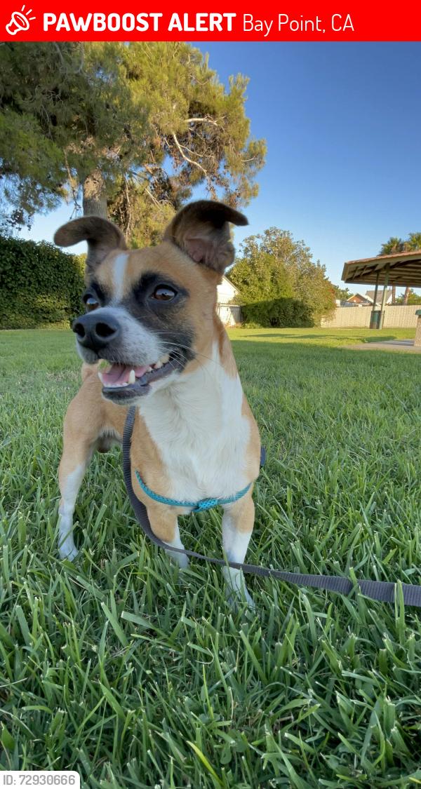 Lost Male Dog last seen Near willow pass road, Bay Point, CA 94565