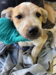 Shelter Stray Female Dog last seen Near BLK PLUTE PASS ST, BAKERSFIELD, CA, Bakersfield, CA 93307