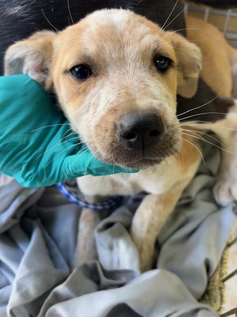 Shelter Stray Female Dog last seen Near BLK PLUTE PASS ST, BAKERSFIELD, CA, Bakersfield, CA 93307