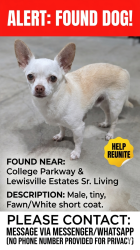 Found/Stray Male Dog last seen College Parkway right outside Lewisville ests Senior Living, Lewisville, TX 75067