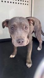 Shelter Stray Female Dog last seen Near BLK BERNARD ST, BAKERSFIELD, CA, Bakersfield, CA 93307