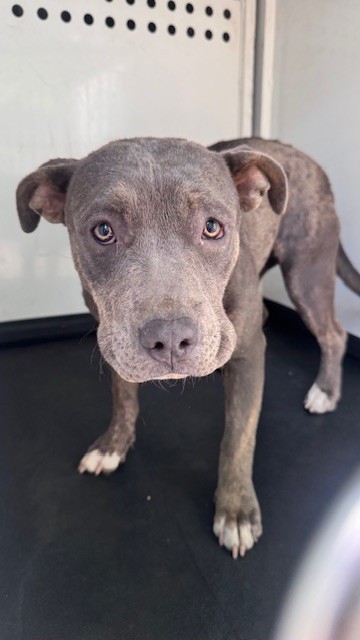 Shelter Stray Female Dog last seen Near BLK BERNARD ST, BAKERSFIELD, CA, Bakersfield, CA 93307