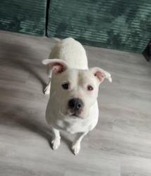 Lost Female Dog last seen Bade rd and brookeville, Indianapolis, IN 46239