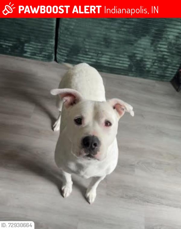Lost Female Dog last seen Bade rd and brookeville, Indianapolis, IN 46239