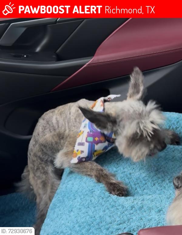 Lost Male Dog last seen Serenity oaks drive , Richmond, TX 77406