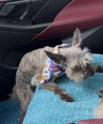 Lost Male Dog last seen Serenity oaks drive , Richmond, TX 77406